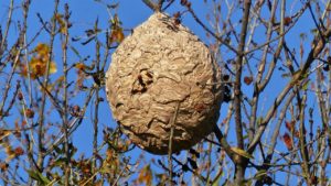 Lire la suite à propos de l’article Les nids de frelons