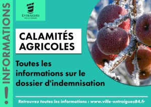 Read more about the article Gel d’avril, le Vaucluse est reconnu au titre des Calamités Agricoles