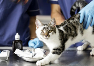 Lire la suite à propos de l’article Stérilisation des chats libres : la commune au rendez-vous !