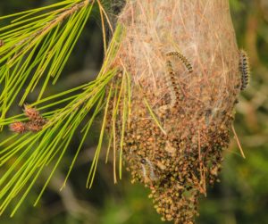 Lire la suite à propos de l’article Luttons ensemble contre la chenille processionnaire