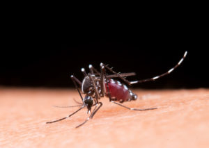 Lire la suite à propos de l’article Ne laissons pas les moustiques s’installer !