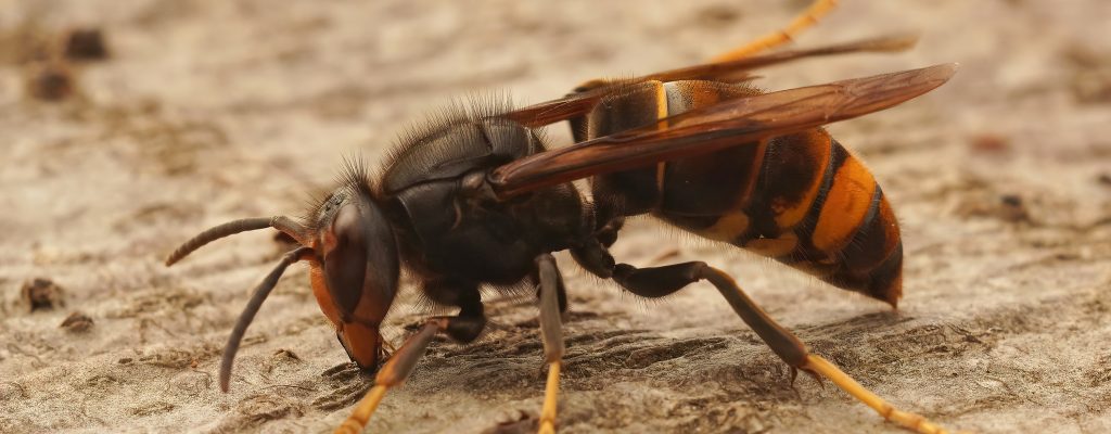 Closeup on the Asian yellow legged Hornet wasp, Vespa velutina, Closeup on the Asian yellow legged Hornet wasp, Vespa velutina, a recently introduced threat to honeybees