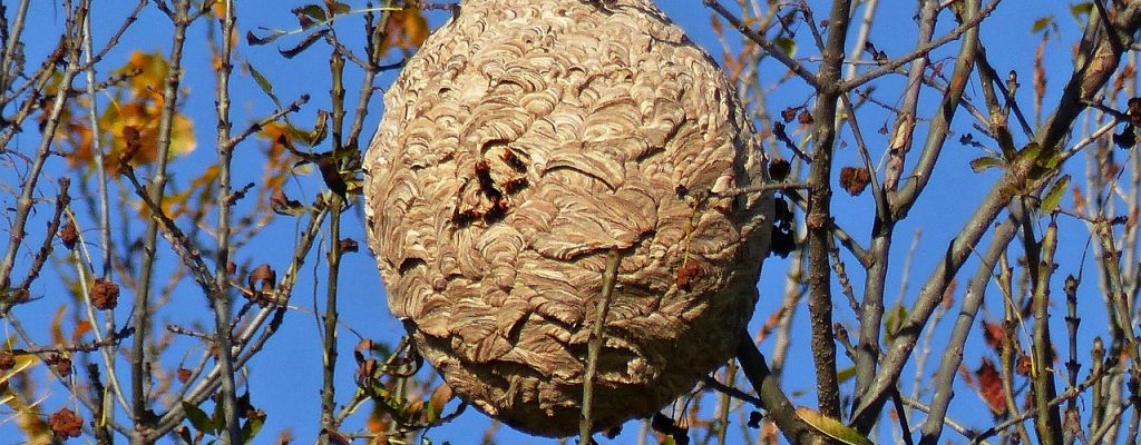 insects-2985850_1280